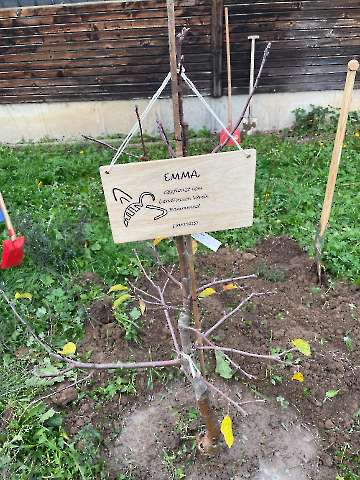 Bammental_Apfelbaum_2025-1