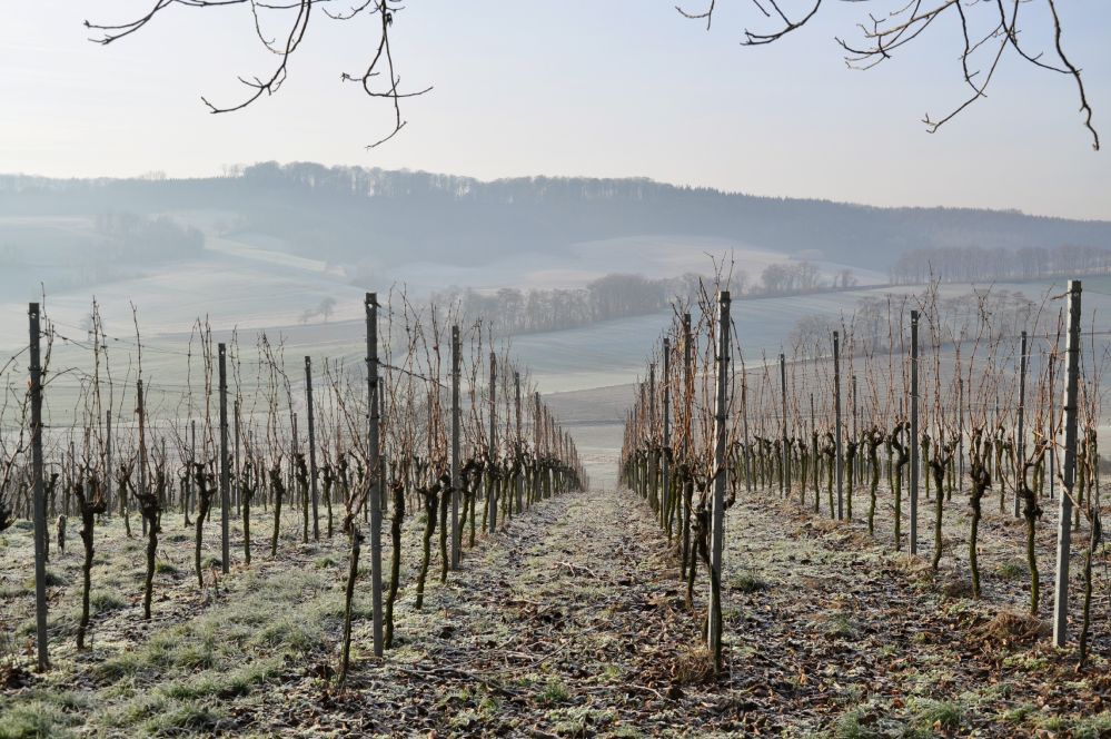 Winterruhe in den Weinbergen
