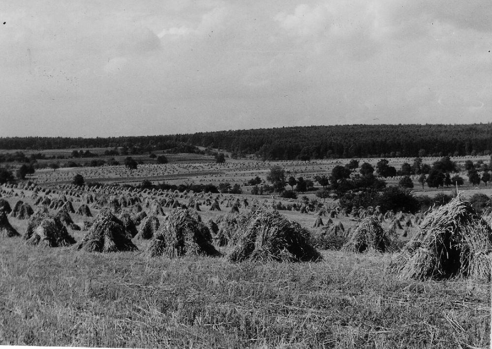 Getreide-Garben