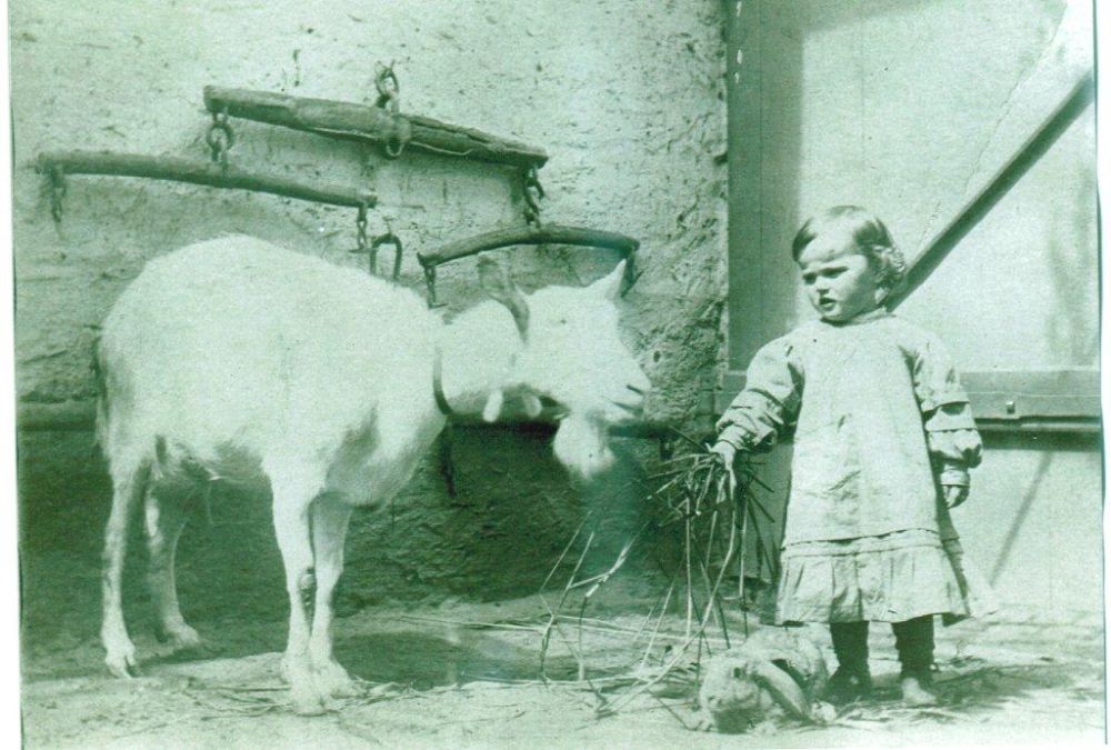 Ziege und Hase