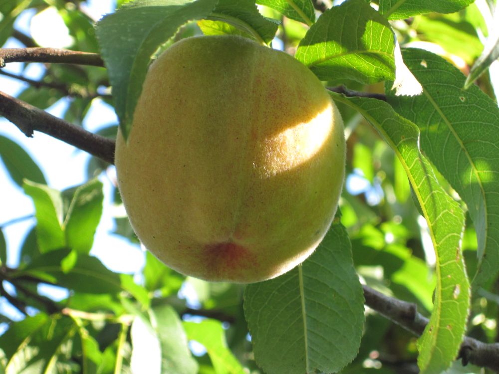 Der Weinbergpfirsich
