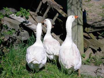 Gänse