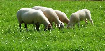 Weidende Schafe