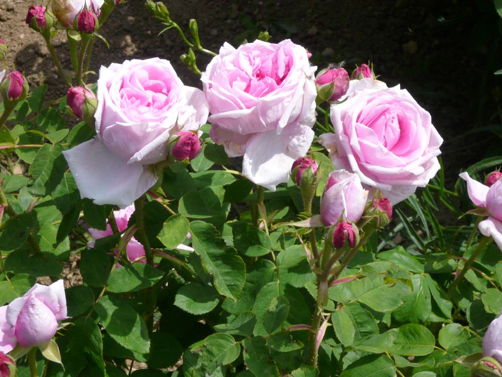 Rosen berühren die Sinne