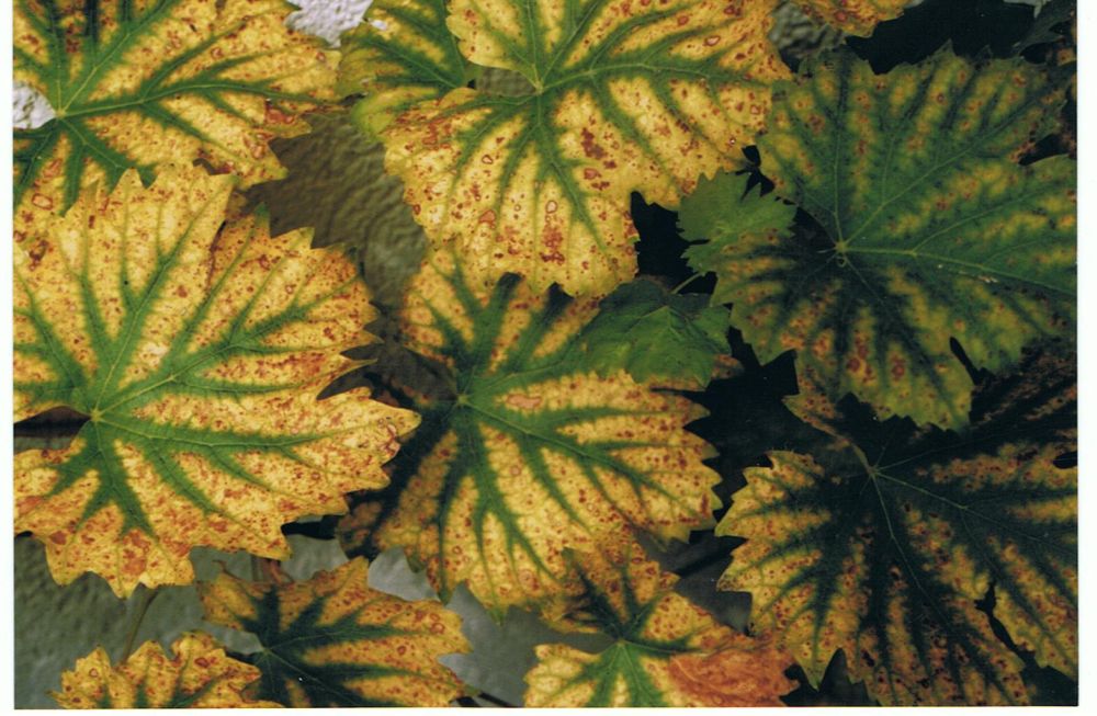 Der Herbst zeigt Farbe