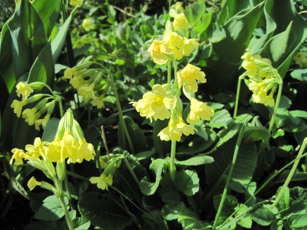 Waldschlüsselblume