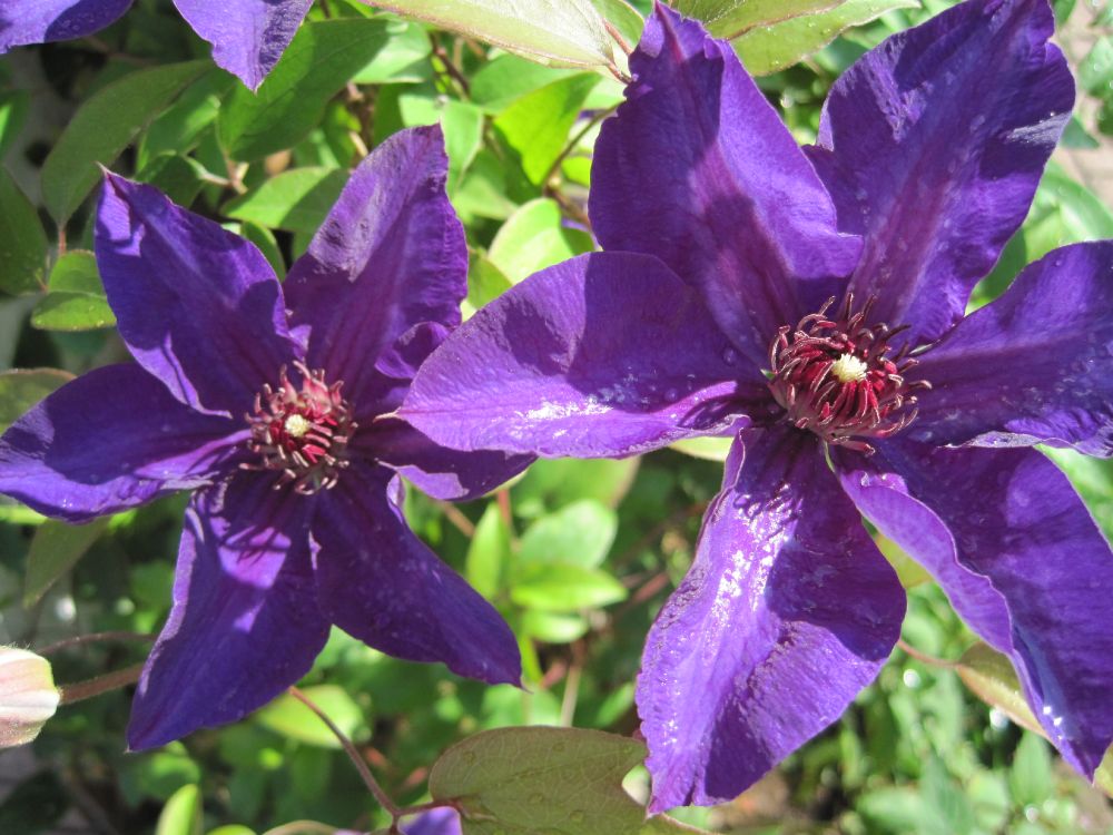 Clematis