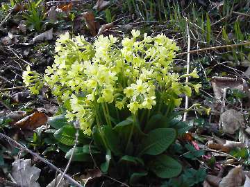 Schlüsselblumen
