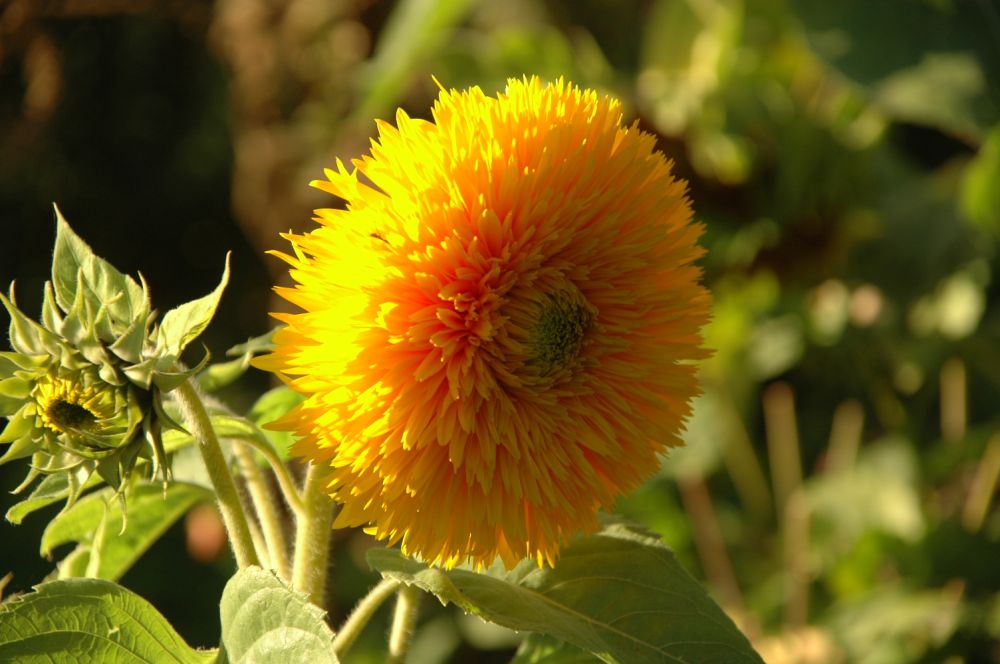Gefüllte Sonnenblume