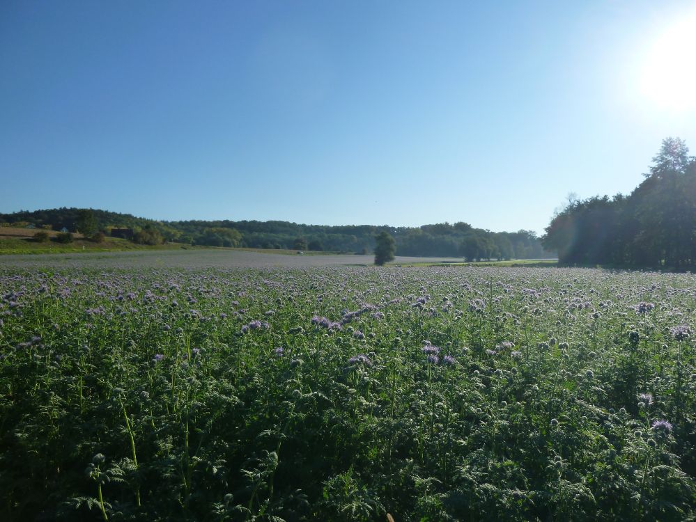 Phacelia