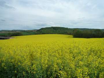 Rapsfeld