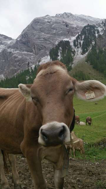 Sommerfrische auf der Höllensteinalm